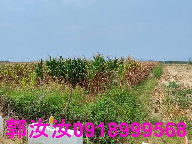 佳里農地-3
