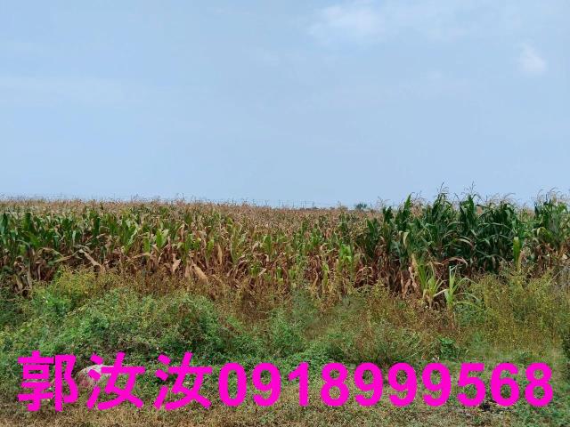 佳里農地-4