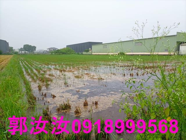 歸仁農地-9