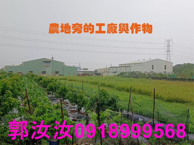 歸仁農地-2