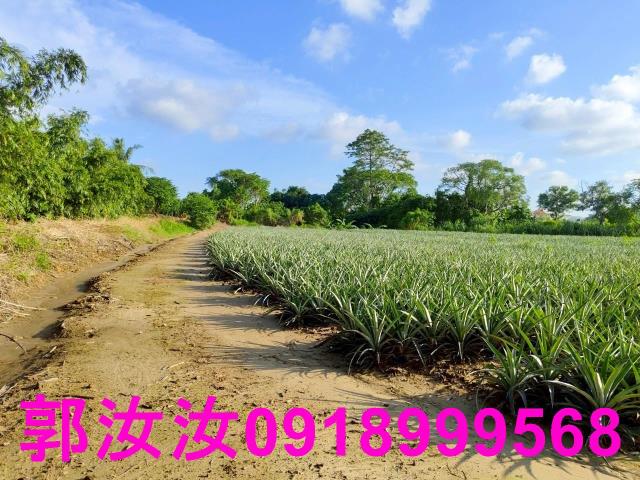 關廟農地-9