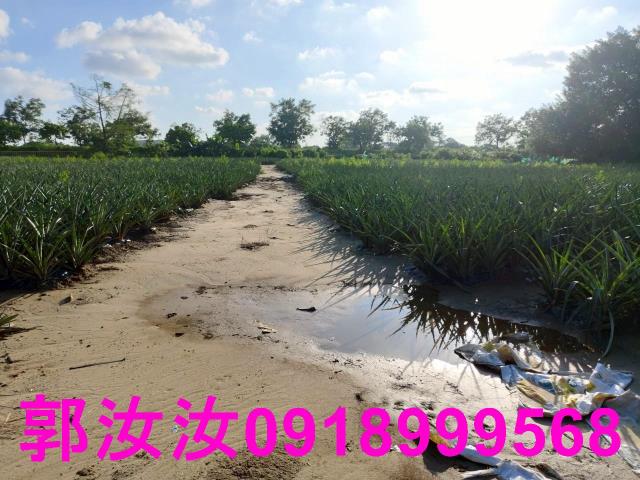 關廟農地-2