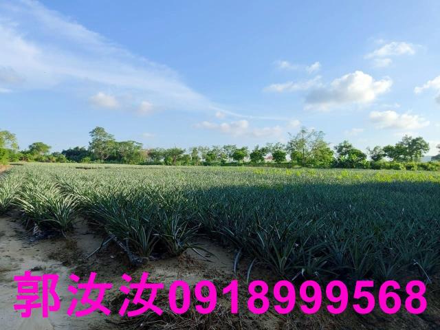 關廟農地-5