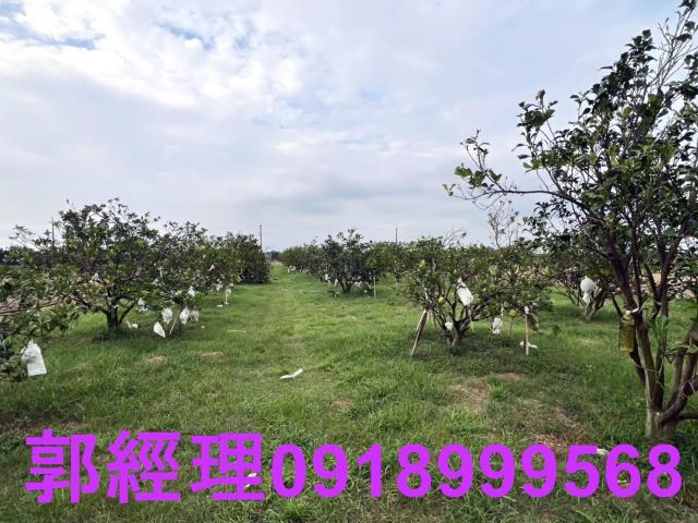 麻豆農地-4