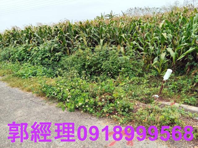 台南新營農地-3